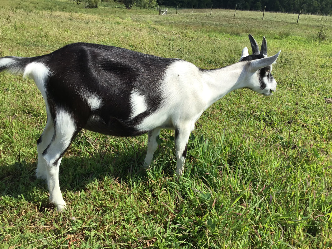 Alpine Dairy Goats - Summer Solstice Farms